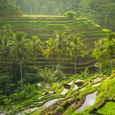Complexity. Self-Organization vs. Technocracy.<strong> The Rice Fields of Bali (Part 1 of 2)</strong>